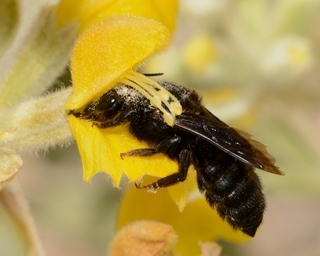 Megachile parietina, female