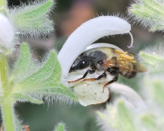 Megachile parietina, male