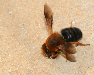 Megachile sicula, female