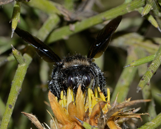 Xylocopa iris, male