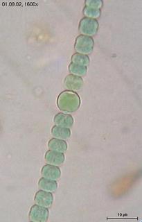 Anabaena sperica, a filamentous cyanobacterium