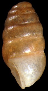 Lauria cylindracea