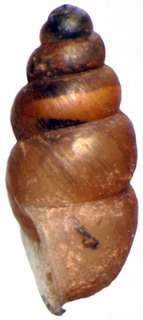 Pupoides albilabris