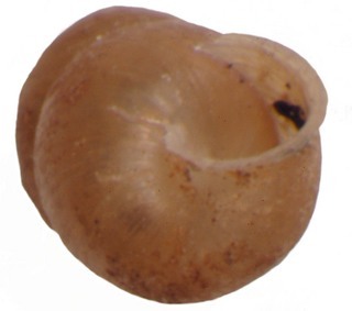 Pupoides albilabris