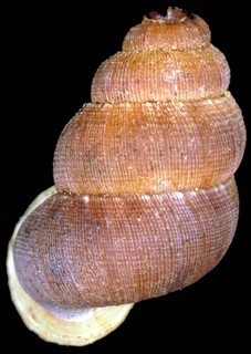 Adamsiella grayana