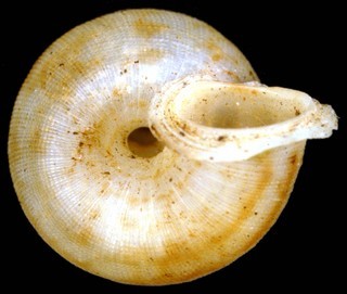 Adamsiella variabilis