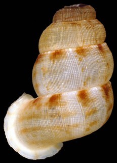 Adamsiella variabilis