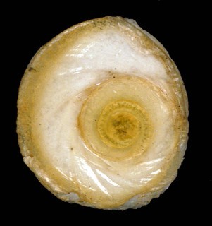 Colobostylus bronnii