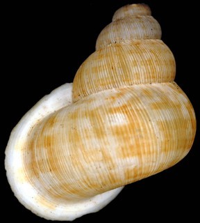 Colobostylus jayanus