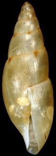 Euvaricella angiostoma