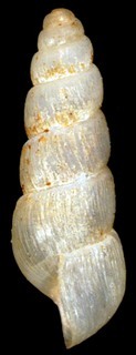 Allopeas micrum