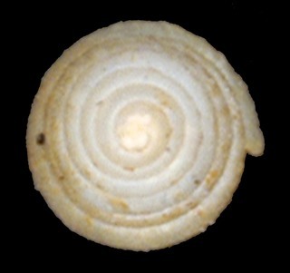 Allopeas micrum
