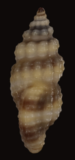 Lienardia nigrocincta