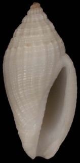 Eucithara conohelicoides