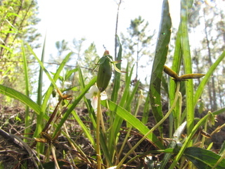 Viola lanceolata