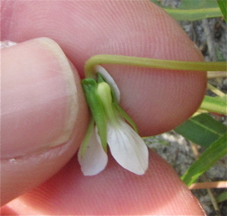 Viola lanceolata