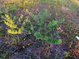 Baptisia perfoliata