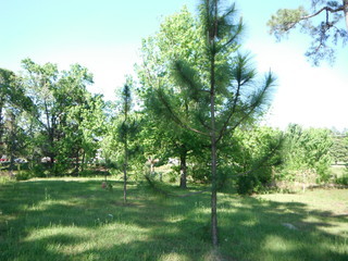 Pinus palustris