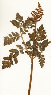 Botrychium virginianum, entire