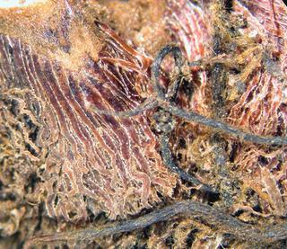 Deparia petersenii, rhizome scales