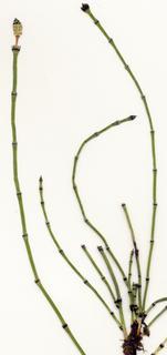 Equisetum variegatum, variegatum-entire