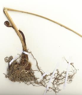Macrothelypteris torresiana, rhizome