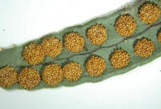 Polypodium virginianum, fertile pinnule