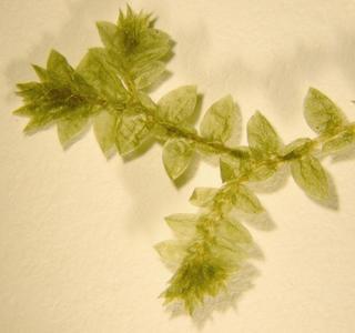 Selaginella apoda, stem leaves