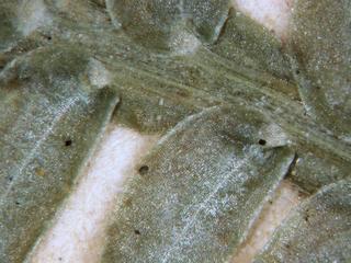 Selaginella uncinata, leaves