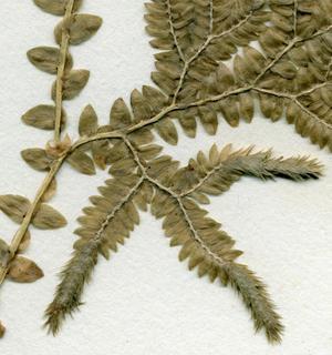 Selaginella uncinata, strobil