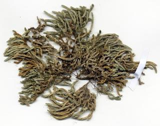 Selaginella watsonii, entire
