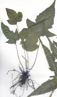 Tectaria heracleifolia, entire