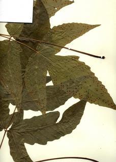 Tectaria heracleifolia, upper