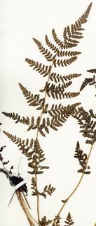 Woodsia obtusa, entire