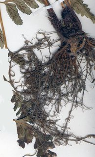 Diplazium lonchophyllum, rhizome
