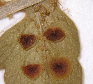 Dryopteris erythrosora, sori close