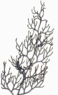 Lycopodiella cernua, entire