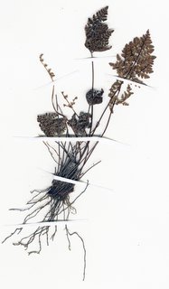 Notholaena californica leucophylla, sporangia