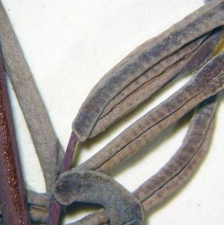 Pellaea brachyptera, sporangia closed