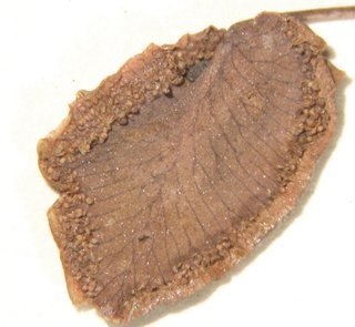 Pellaea cordifolia, sporangia