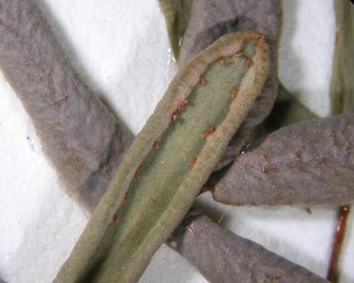 Pellaea glabella missouriensis, sporangia