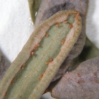 Pellaea glabella missouriensis, sporangia close
