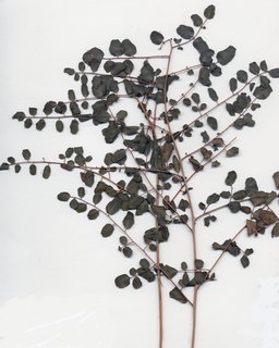 Pellaea truncata, entire