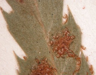 Polystichum munitum, sporangia close