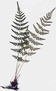 Woodsia cochisensis, entire