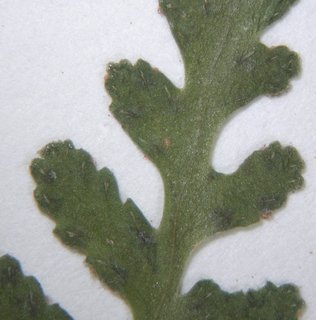 Woodsia cochisensis, pinnae