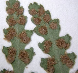 Woodsia cochisensis, sporangia
