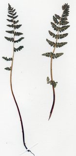 Woodsia scopulina laurentiana, entire