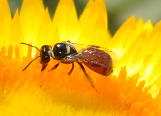 Allodapula variegata Bee