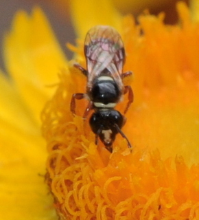Allodapula variegata Bee